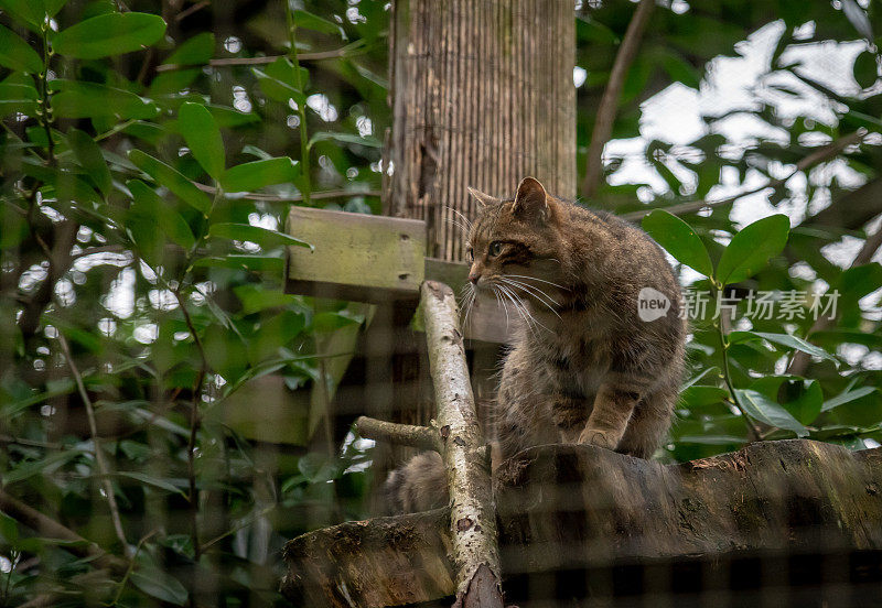 苏格兰/欧洲野猫(Felis silvestris silvestris)